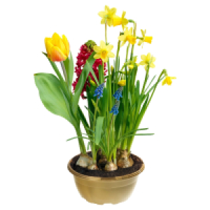 Aldi S&uuml;d  GARDENLINE Fr&uuml;hlingszauber Schale T16