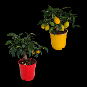 GARDENLINE Zitrusb&auml;umchen