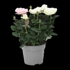 GARDENLINE Topfrosen Dolce Amore