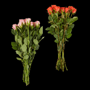 Aldi Nord Gardenline GARDENLINE Rosen