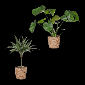 GARDENLINE Gr&uuml;npflanze