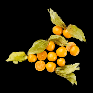 Physalis