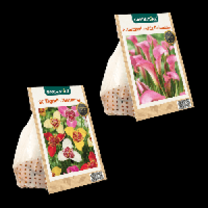 GARDENLINE Fr&uuml;hjahrsblumenzwiebeln