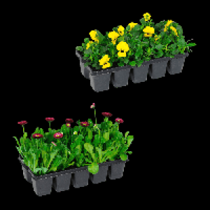 GARDENLINE Fr&uuml;hlingsmix