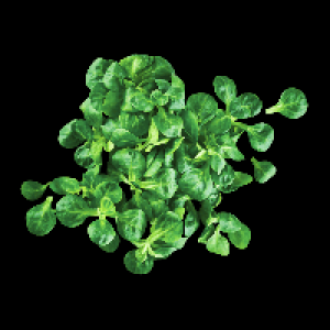 Aldi Nord  Feldsalat