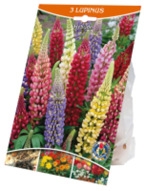 Kaufland  Lupinen-Zwiebeln