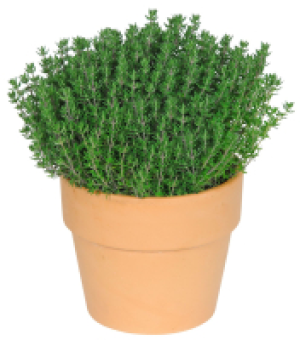 Ital. Kr&auml;uter in Terrakotta