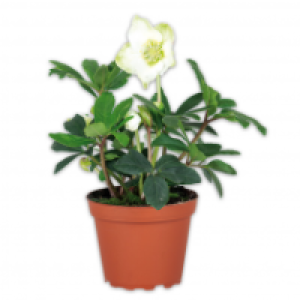 Norma  Christrose Helleborus