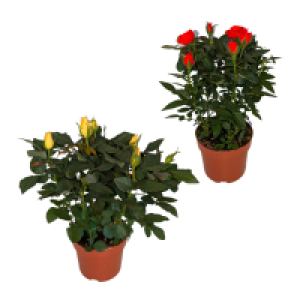 GARDENLINE Topfrose
