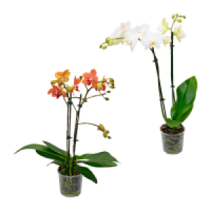 GARDENLINE Phalaenopsis