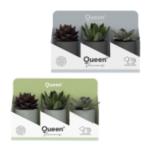 GARDENLINE Sukkulenten Queen&reg;