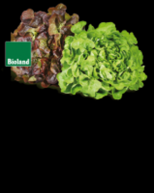 Blattsalate 0.77 €