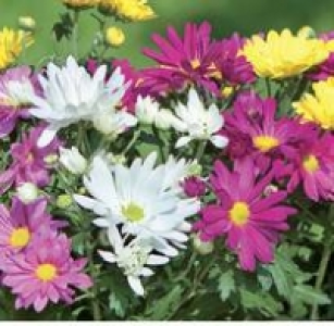 Chrysantheme, Sonderfarben