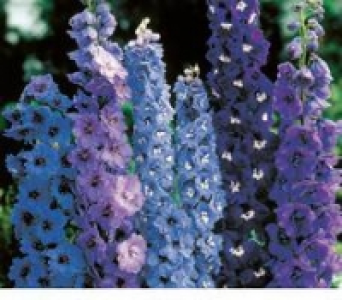 Beetstauden 17-cm-Topf 3.99 €