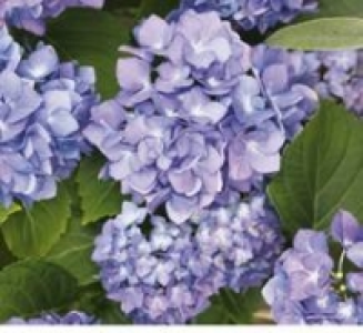 Bauernhortensie 9.99 €