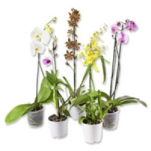 Orchideen-Mix 5.99 €
