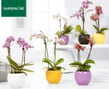 GARDENLINE®Orchidee im Keramiktopf 6.99 €