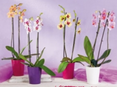 Orchideen 6.99 €
