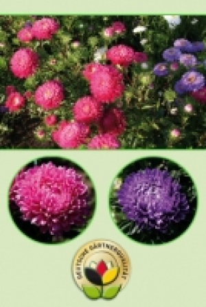 Sommeraster 1.99&nbsp;&euro;