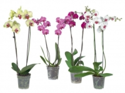Schmetterlingsorchidee (Phalaenopsis) 6.99&nbsp;&euro;