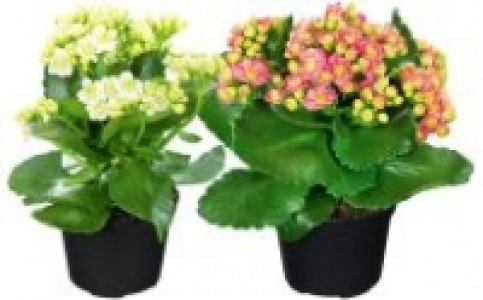 Kalanchoe 1.99 €