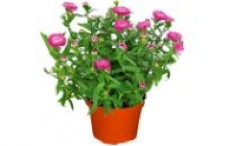 Aster novi belgii 1.49 €