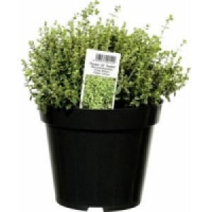Kr&auml;uter 1.85&nbsp;&euro;