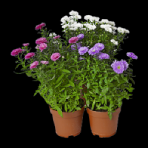 Aster »Novi Belgii«