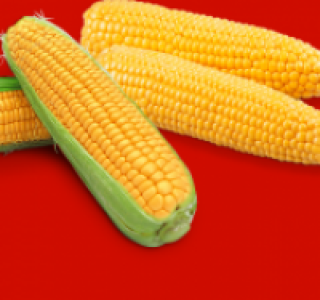 Frischer Zuckermais