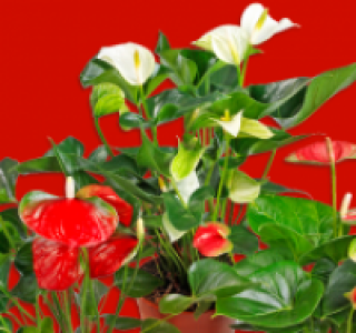 Flamingoblume 3.99 €