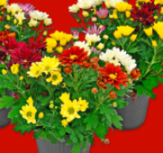 Chrysanthemen Indicum