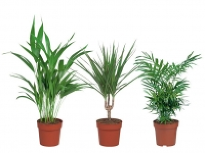 Palme 1.99 €