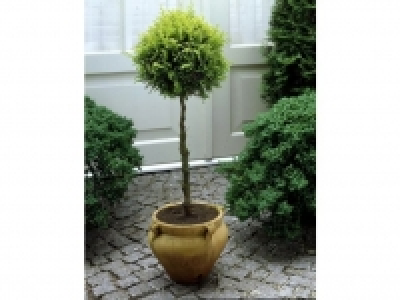 S&auml;ulenzypresse als Kugel-St&auml;mmchen 14.99&nbsp;&euro;