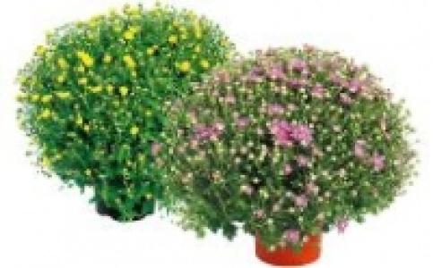 Chrysanthemen-Busch 3.99 €