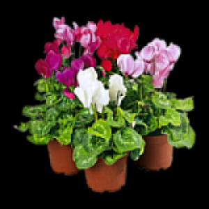 Alpenveilchen &raquo;Patio&laquo;