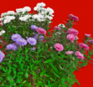 Neubelgische Aster