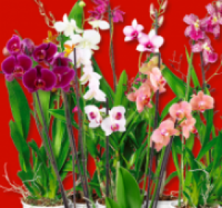 Blühende Phalaenopsis oder Orchideen-Mix