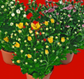Topf-Chrysantheme