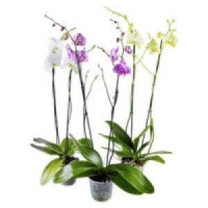 Phalaenopsis (Schmetterlingsorchidee) 7.99&nbsp;&euro;