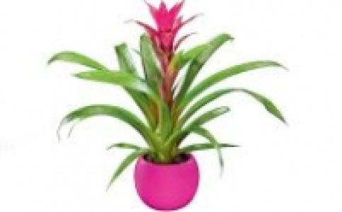 Bromelien 3.99&nbsp;&euro;