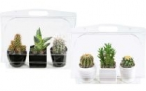 Sukkulenten 4.99&nbsp;&euro;