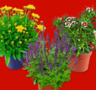 Stauden-Mix 0.99 €