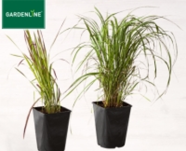 GARDENLINE®Winterhartes Ziergras 4.99 €