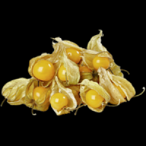 Physalis