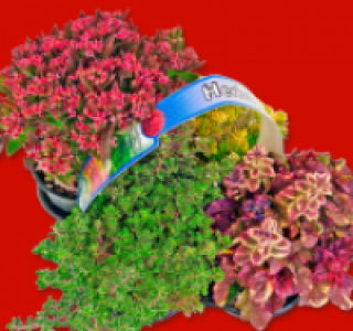 Herbstzauber-Mix