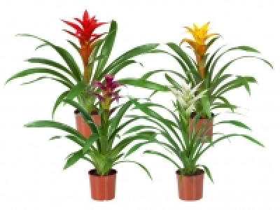 Guzmanie 3.99&nbsp;&euro;