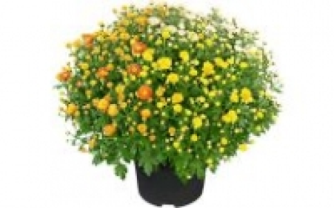 Chrysanthemen-Busch 3.99 €