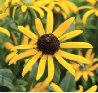 Sonnenhut Little Gold Star