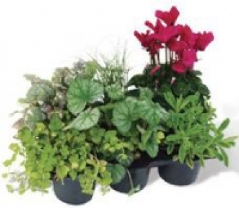 Herbstpflanzen-Mix 6.99 €