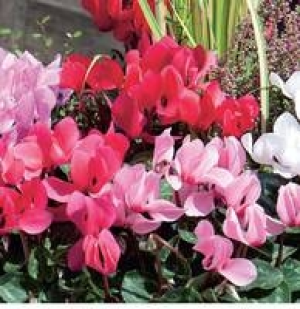 Garten-Alpenveilchen